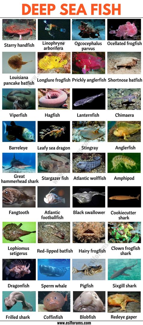 Deep Sea Fish: List of 35+ Types of Fish that Live in the Deep Sea.